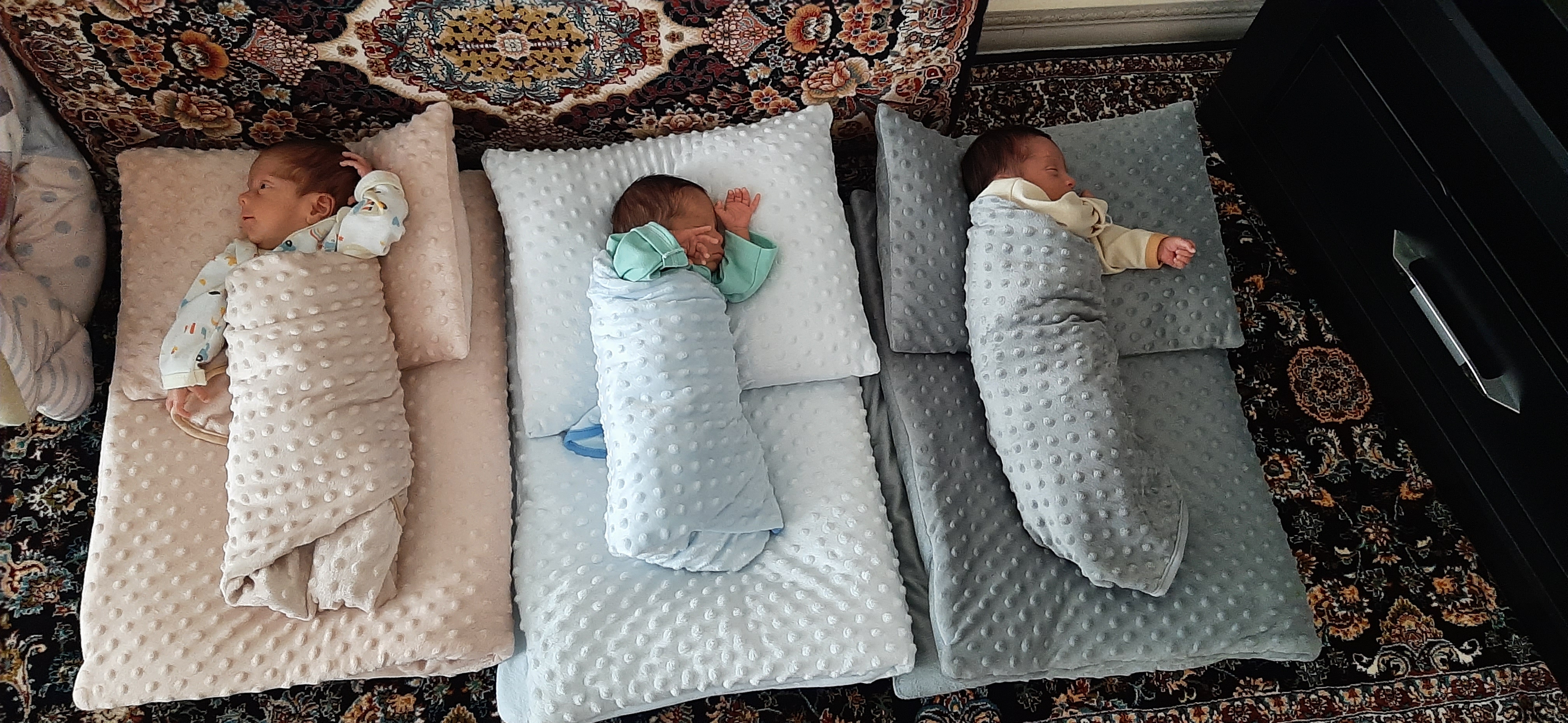 داودی