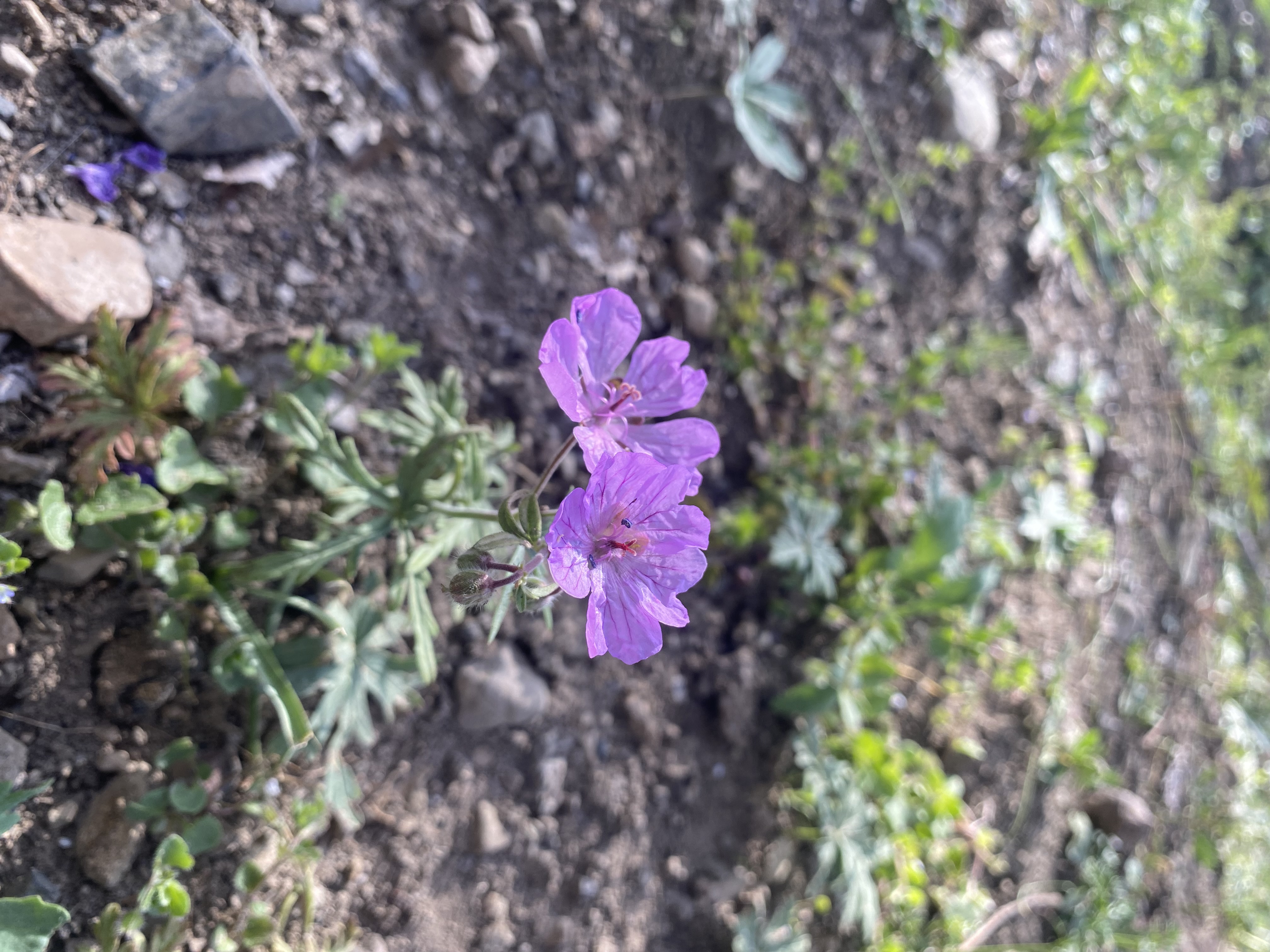 خانواده هنزائی نژاد