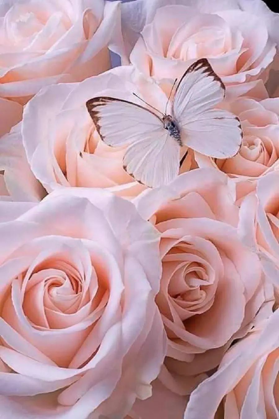 ثمین   حسینی